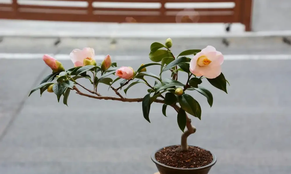新手必看|茶花養滿盆的6個核心技巧,避開3大雷區,花開滿枝頭