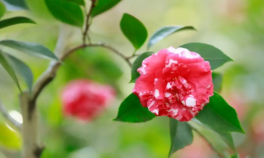 新手必看|茶花養滿盆的6個核心技巧,避開3大雷區,花開滿枝頭