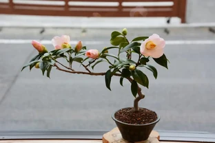 新手必看｜茶花養滿盆的6個核心技巧，避開3大雷區，花開滿枝頭