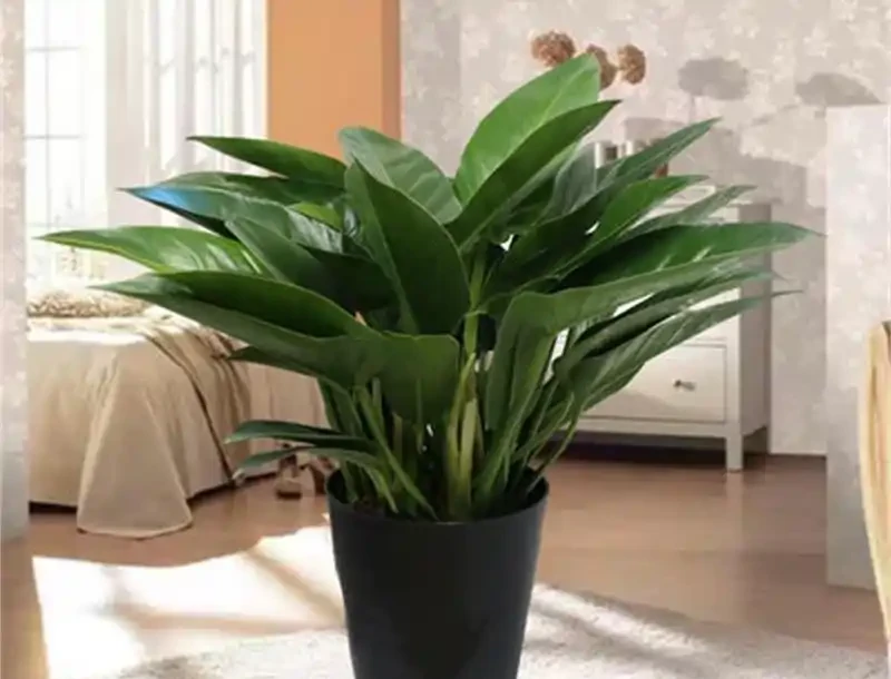 盆栽金鑽種植全攻略：讓「綠鑽」在家中閃耀