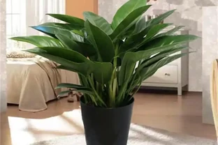 盆栽金鑽種植全攻略：讓「綠鑽」在家中閃耀