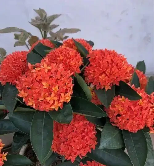 十種開花「永動機」,讓你的家四季芬芳不斷!