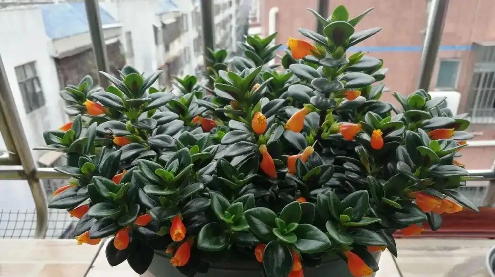 十種開花「永動機」,讓你的家四季芬芳不斷!