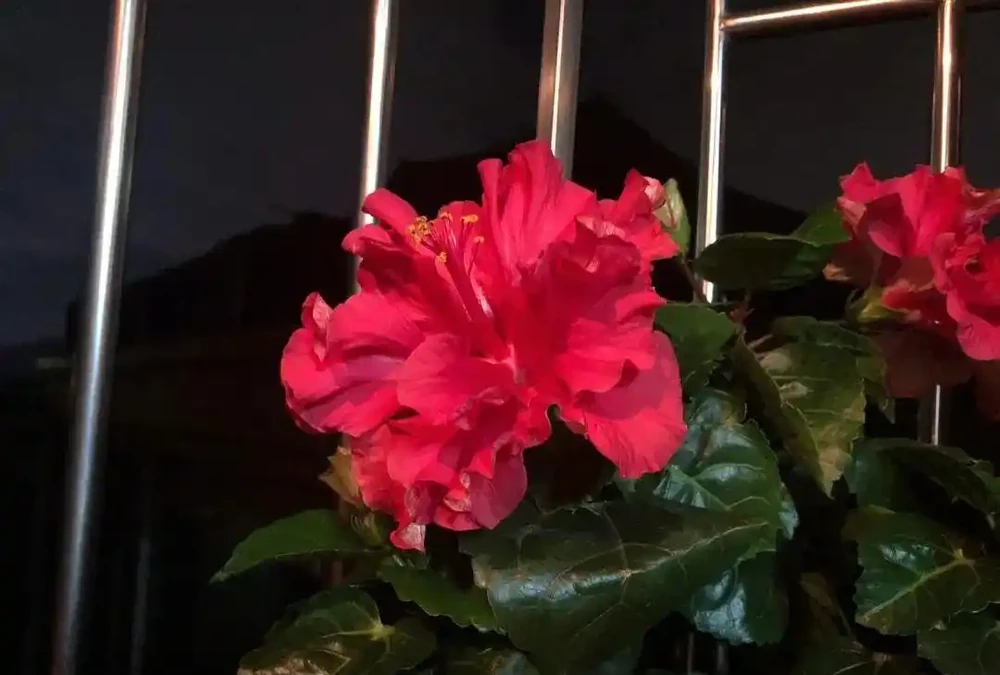 十種開花「永動機」,讓你的家四季芬芳不斷!