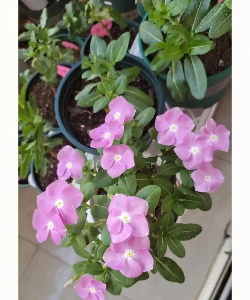 十種開花「永動機」,讓你的家四季芬芳不斷!