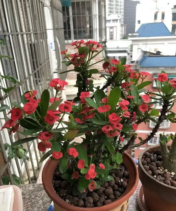 十種開花「永動機」,讓你的家四季芬芳不斷!