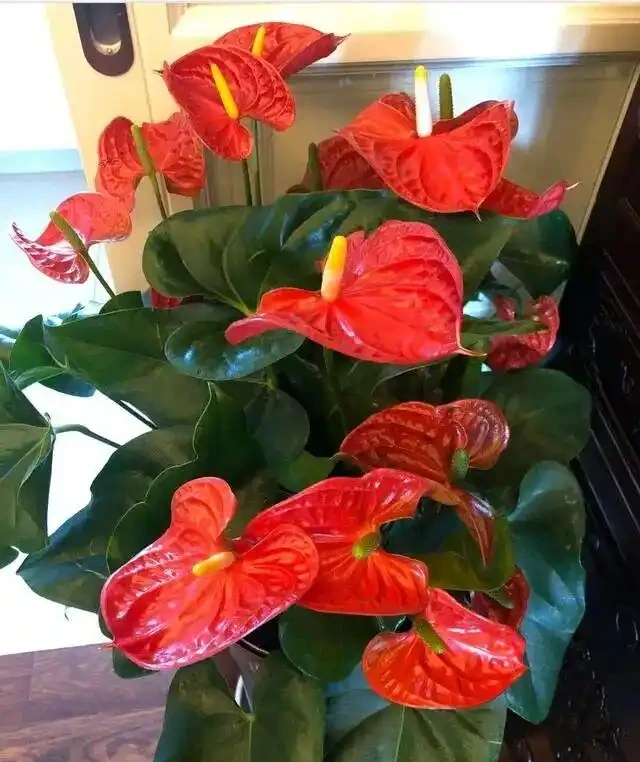 十種開花「永動機」,讓你的家四季芬芳不斷!