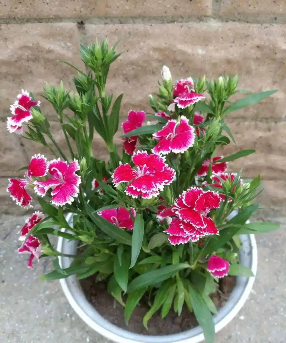 十種開花「永動機」,讓你的家四季芬芳不斷!