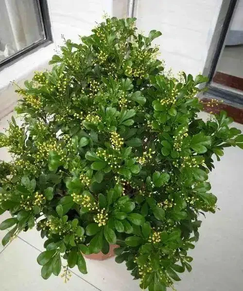 十種開花「永動機」,讓你的家四季芬芳不斷!