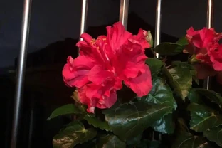 十種開花「永動機」，讓你的家四季芬芳不斷！