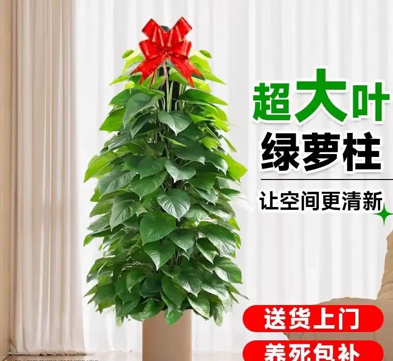想擁有綠意盎然的居家生活?這三款大葉黃金葛盆栽別錯過,葉大色綠超養眼,為你打造自然清新的室內小天地