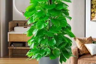 想擁有綠意盎然的居家生活？這三款大葉黃金葛盆栽別錯過，葉大色綠超養眼，為你打造自然清新的室內小天地