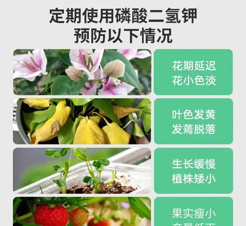 園藝達人藏著啥秘密武器?這些葉麵肥堪稱花卉果實的「美顏劑」,用了花開更豔、果實更豐