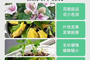 園藝達人藏著啥秘密武器？這些葉麵肥堪稱花卉果實的「美顏劑」，用了花開更豔、果實更豐