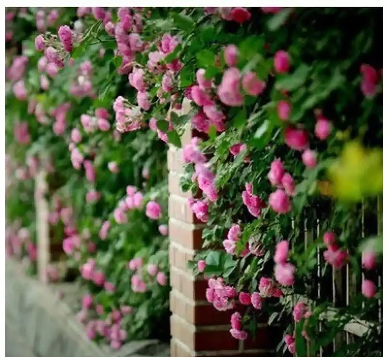 想讓庭院變身夢幻花園?紅木香薔薇爬藤玫瑰就是秘訣!它能為你的庭院帶來浪漫升級,開啟一場視覺與感官的絕美盛宴
