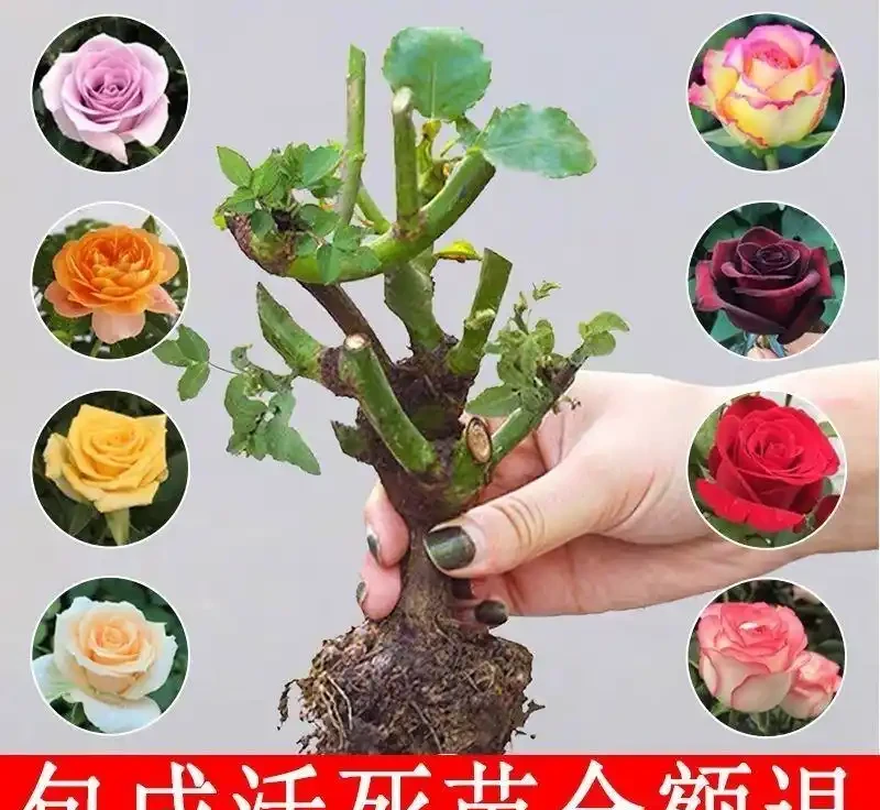 想擁有浪漫庭院花園?別錯過香水玫瑰老樁!這份打造終極浪漫庭院的指南,讓你的花園瞬間變身夢幻之境