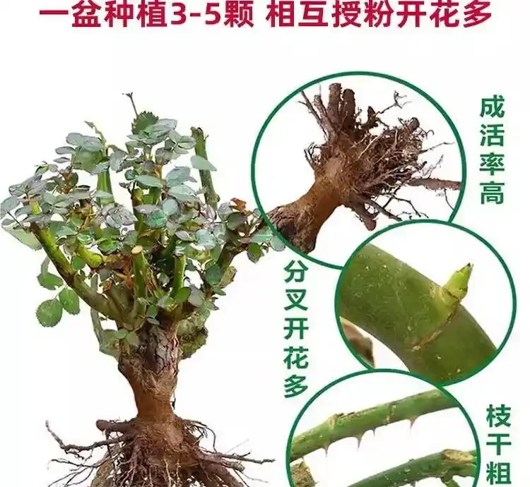 想擁有浪漫庭院花園?別錯過香水玫瑰老樁!這份打造終極浪漫庭院的指南,讓你的花園瞬間變身夢幻之境