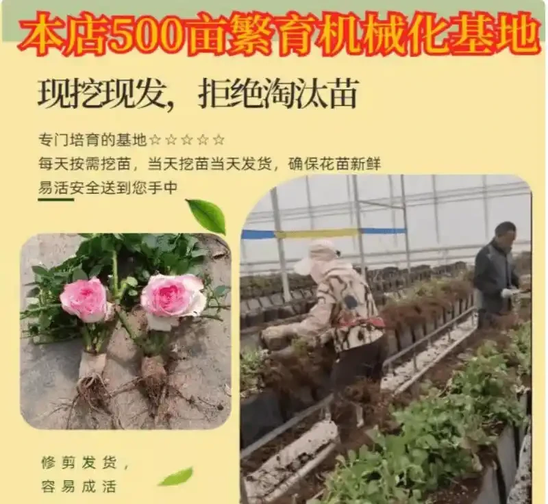 想擁有浪漫庭院花園?別錯過香水玫瑰老樁!這份打造終極浪漫庭院的指南,讓你的花園瞬間變身夢幻之境