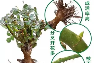 想擁有浪漫庭院花園？別錯過香水玫瑰老樁！這份打造終極浪漫庭院的指南，讓你的花園瞬間變身夢幻之境