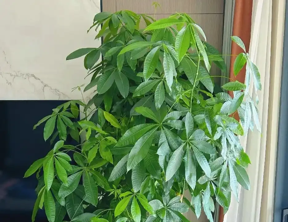 發財樹葉子總捲曲?3點來改善,葉片舒展,長勢更旺盛!