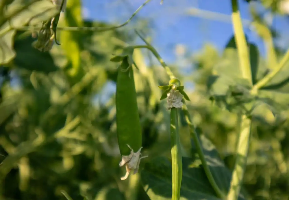 種菜別瞎用複合肥料!9種菜澆錯腐根,老方法救回來