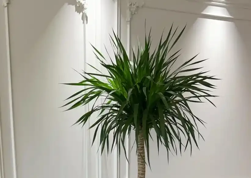 龍血樹怎麼施肥長得好？牢記4點，根壯葉肥，長勢更旺盛！