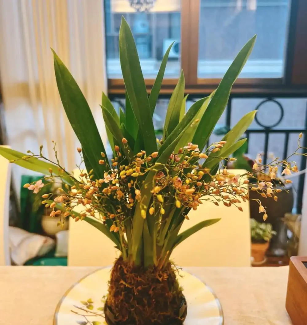 耐陰花卉推薦：輕鬆養護的6款美麗植物
