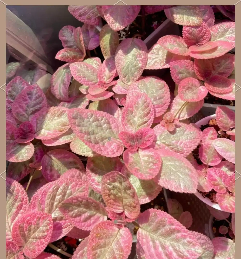 耐陰花卉推薦：輕鬆養護的6款美麗植物