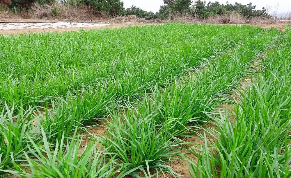 種菜別瞎用複合肥料!9種菜澆錯腐根,老方法救回來