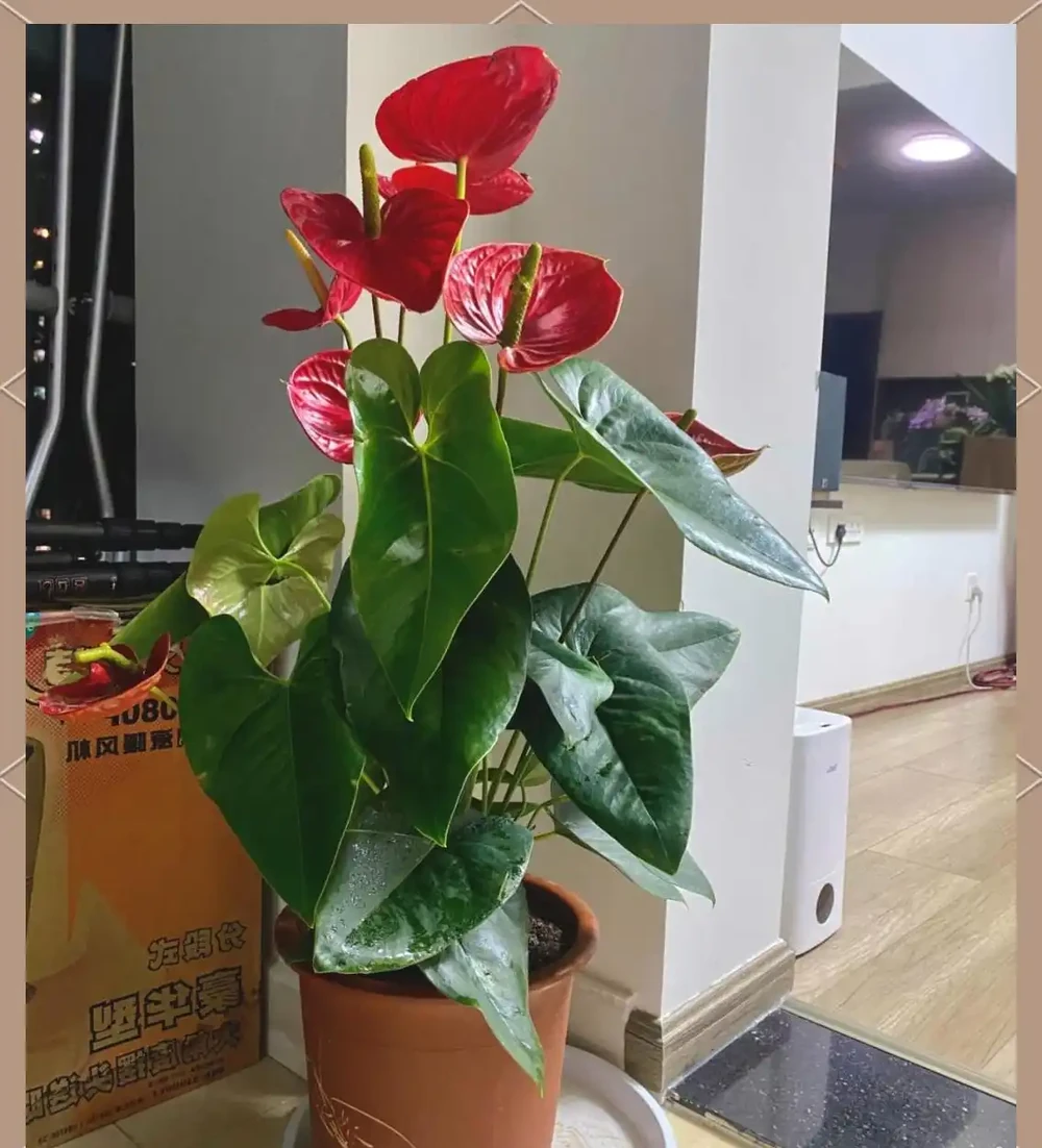 耐陰花卉推薦：輕鬆養護的6款美麗植物