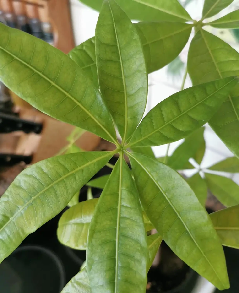 鵝掌木枝條萎縮發黑的原因及處理方法