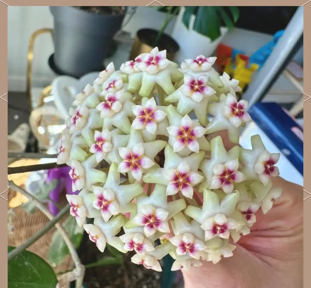 耐陰花卉推薦：輕鬆養護的6款美麗植物