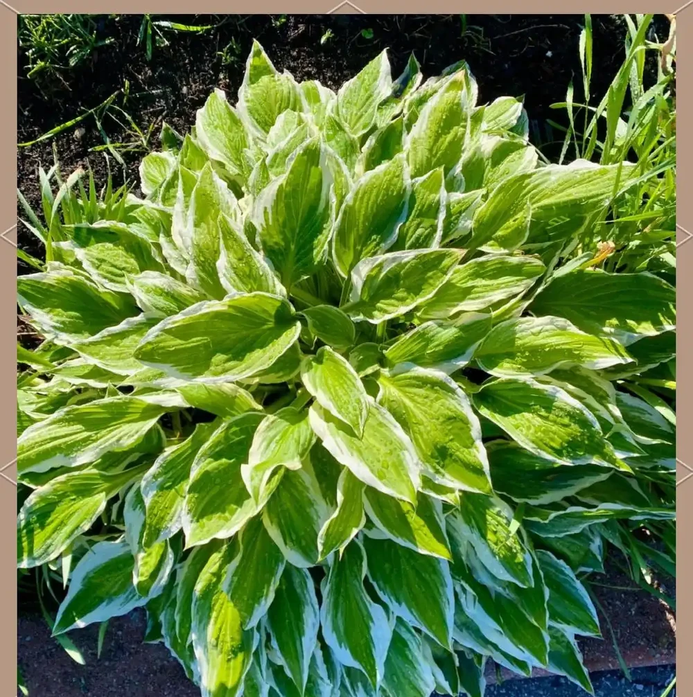 耐陰花卉推薦：輕鬆養護的6款美麗植物