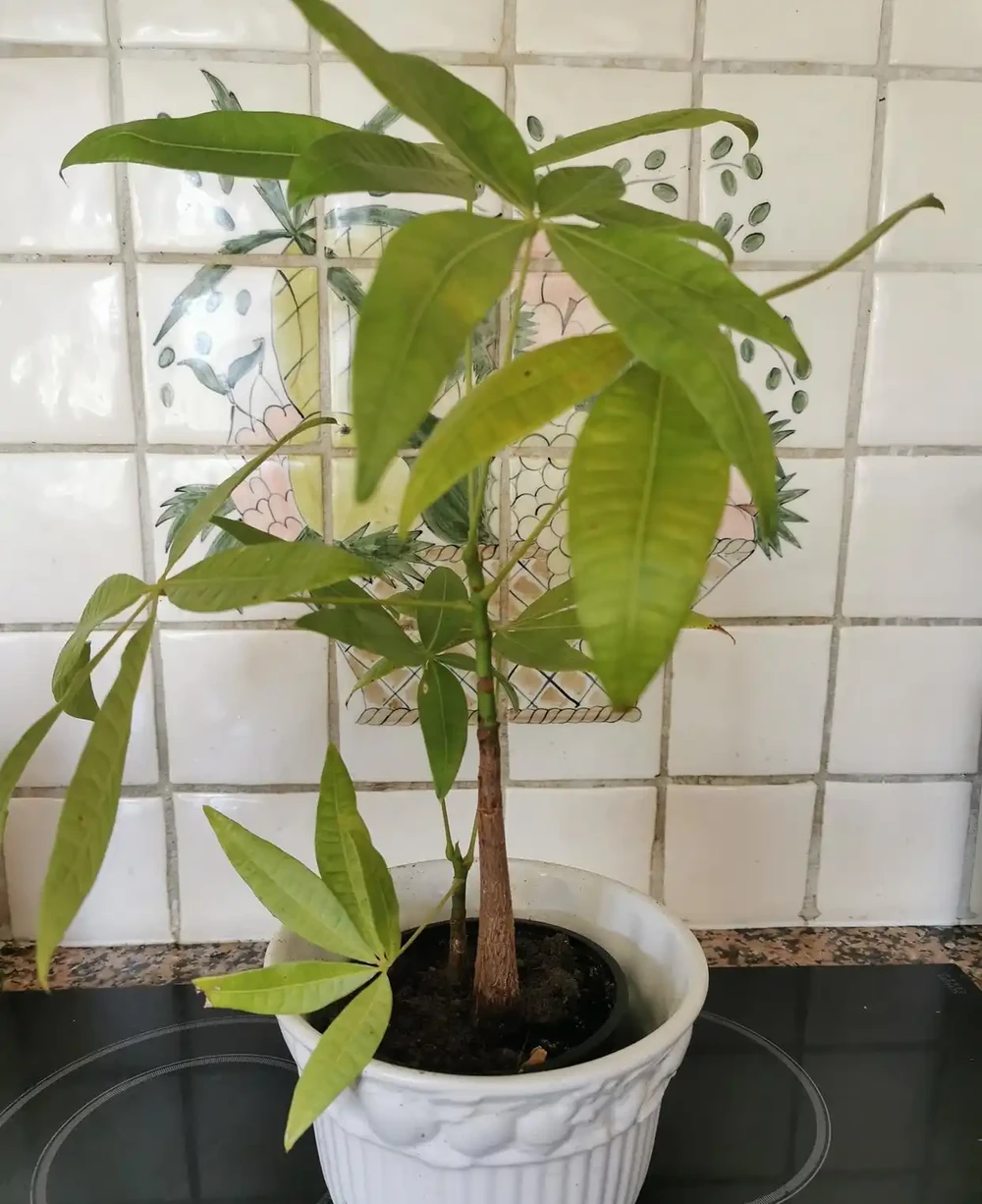 鵝掌木枝條萎縮發黑的原因及處理方法