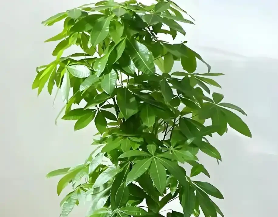 發財樹葉子總捲曲?3點來改善,葉片舒展,長勢更旺盛!