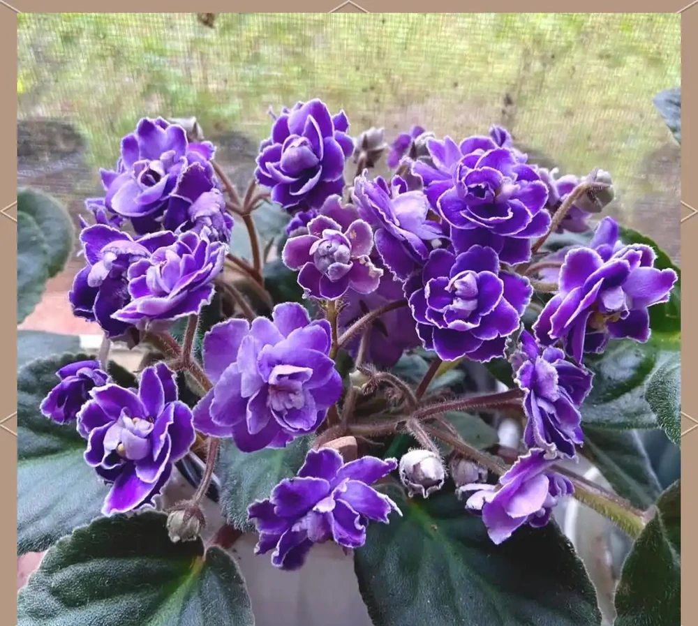 耐陰花卉推薦：輕鬆養護的6款美麗植物