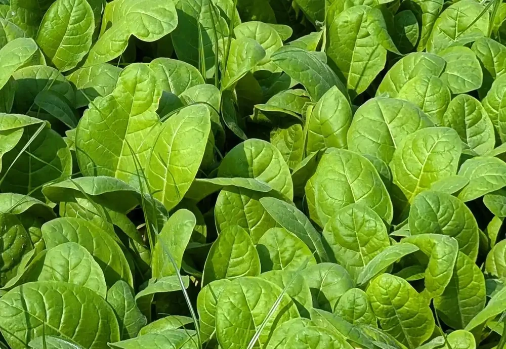 種菜別瞎用複合肥料!9種菜澆錯腐根,老方法救回來