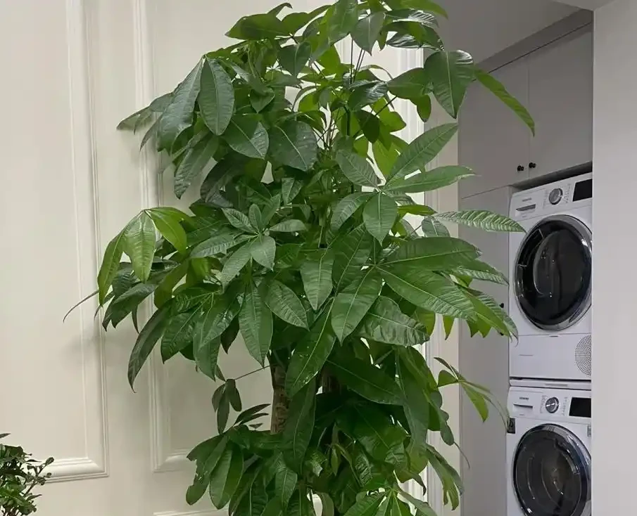 發財樹葉子總捲曲?3點來改善,葉片舒展,長勢更旺盛!