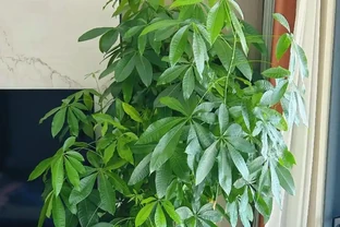 發財樹葉子總捲曲？3點來改善，葉片舒展，長勢更旺盛！
