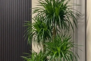龍血樹怎麼施肥長得好？牢記4點，根壯葉肥，長勢更旺盛！