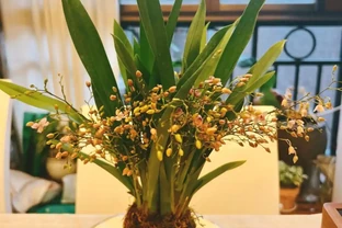 耐陰花卉推薦：輕鬆養護的6款美麗植物