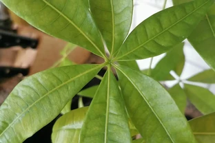 鵝掌木枝條萎縮發黑的原因及處理方法