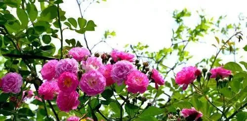 玫瑰喂這3種神仙水,半年開花不停歇!