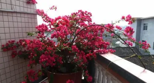 玫瑰喂這3種神仙水,半年開花不停歇!