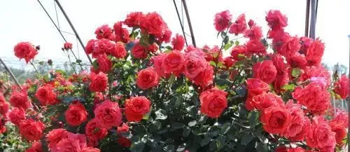 玫瑰喂這3種神仙水,半年開花不停歇!
