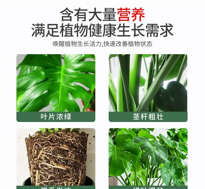想讓龜背芋重煥生機?這三款營養液堪稱綠植救星,用了之後葉片翠綠、長勢旺盛,讓你的龜背芋秒變「巨型白鶴芋」