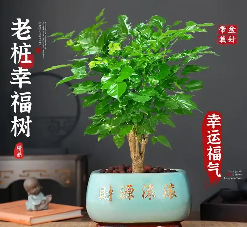 客廳格調升級神器!這4款幸福樹盆栽讓家秒變森氧空間