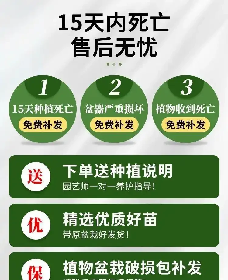 客廳格調升級神器!這4款幸福樹盆栽讓家秒變森氧空間