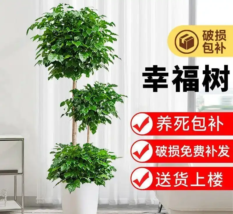 客廳格調升級神器!這4款幸福樹盆栽讓家秒變森氧空間