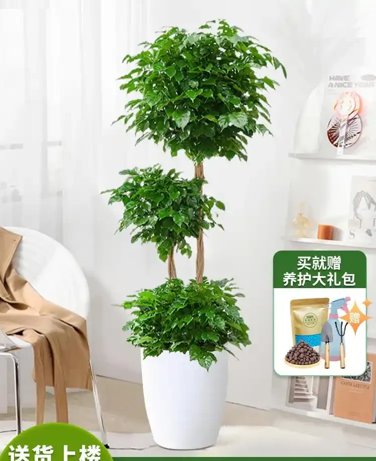 客廳格調升級神器!這4款幸福樹盆栽讓家秒變森氧空間